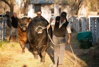 Paso firme para la ganadería patagónica