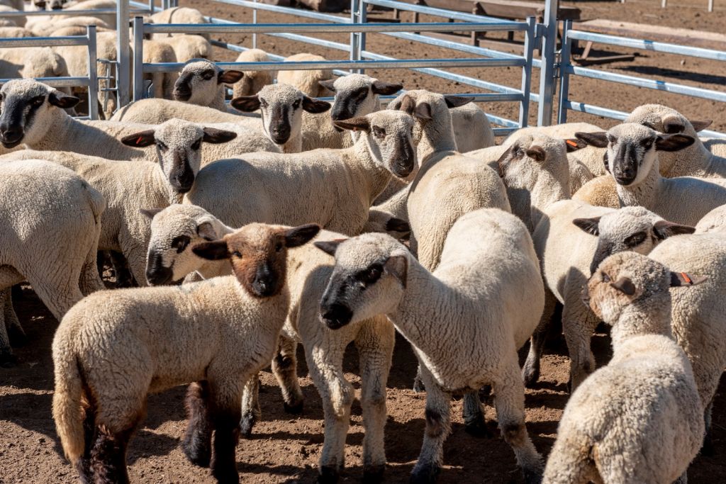Buenos Aires  Más de 26 millones de pesos para el desarrollo de la ganadería ovina